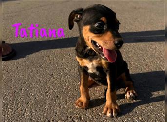 Tatiana 05/2024 (ESP) - zuckersüße, kleine Bodeguero-Pinscher-Mix Welpin!