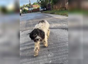 Herzenshündin Ebby - Puli-Mischling, liebe Hündin, 1 Jahr, Tierschutz