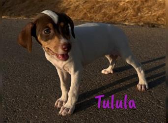 Tulula 05/2024 (ESP) - neugierige, kleine Bodeguero-Pinscher-Mix Welpin!