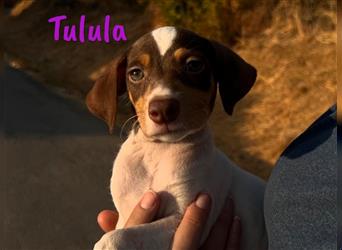 Tulula 05/2024 (ESP) - neugierige, kleine Bodeguero-Pinscher-Mix Welpin!