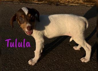 Tulula 05/2024 (ESP) - neugierige, kleine Bodeguero-Pinscher-Mix Welpin!