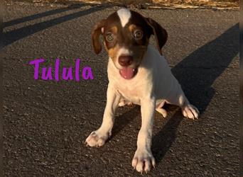 Tulula 05/2024 (ESP) - neugierige, kleine Bodeguero-Pinscher-Mix Welpin!