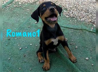 Romano1 05/2024 (ESP) - sonniger, süßer Bodeguero-Pinscher-Mix Welpe!