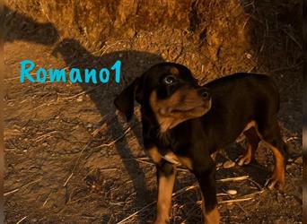 Romano1 05/2024 (ESP) - sonniger, süßer Bodeguero-Pinscher-Mix Welpe!