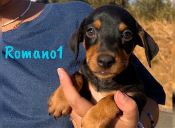 Romano1 05/2024 (ESP) - sonniger, süßer Bodeguero-Pinscher-Mix Welpe!