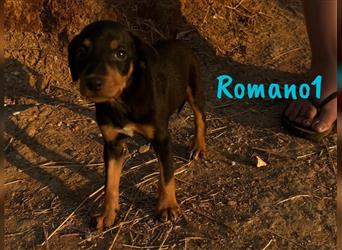 Romano1 05/2024 (ESP) - sonniger, süßer Bodeguero-Pinscher-Mix Welpe!