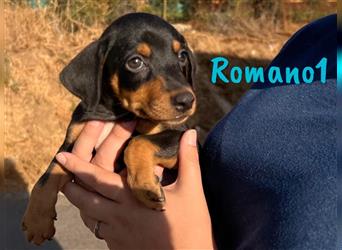 Romano1 05/2024 (ESP) - sonniger, süßer Bodeguero-Pinscher-Mix Welpe!