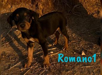 Romano1 05/2024 (ESP) - sonniger, süßer Bodeguero-Pinscher-Mix Welpe!