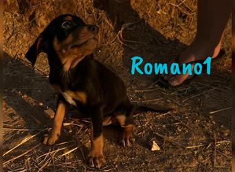 Romano1 05/2024 (ESP) - sonniger, süßer Bodeguero-Pinscher-Mix Welpe!