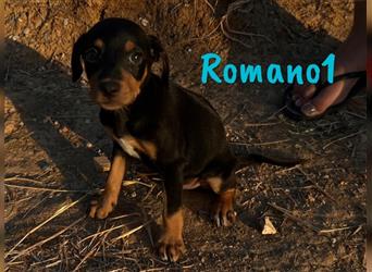 Romano1 05/2024 (ESP) - sonniger, süßer Bodeguero-Pinscher-Mix Welpe!