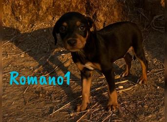 Romano1 05/2024 (ESP) - sonniger, süßer Bodeguero-Pinscher-Mix Welpe!