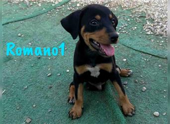 Romano1 05/2024 (ESP) - sonniger, süßer Bodeguero-Pinscher-Mix Welpe!