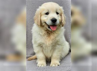 Golden Retriver