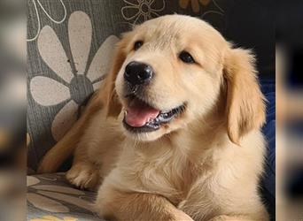 Golden Retriver