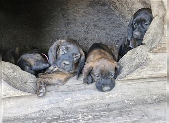 Hannoversche Schweißhunde