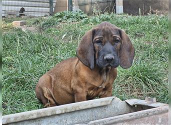 Hannoversche Schweißhunde