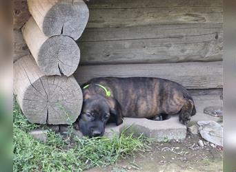 Hannoversche Schweißhunde