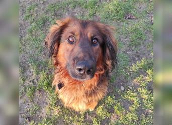 BENY ca. 5 J. Hovawartmixrüde sucht Haus mit Hof/Garten...