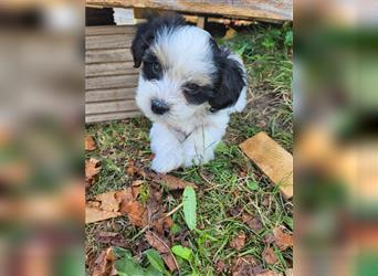 Biewer Yorkshire Terrier