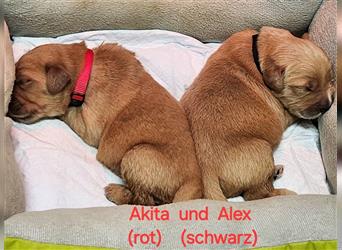 Akita mit Axel