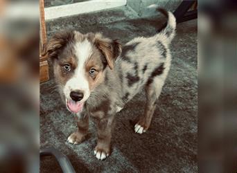 Miniature Australian Shepherd /Australian Shepherd