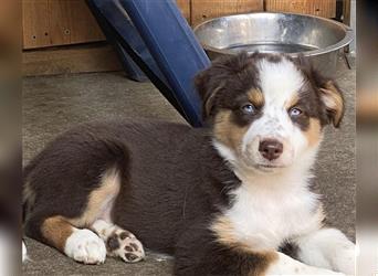 Miniature Australian Shepherd /Australian Shepherd