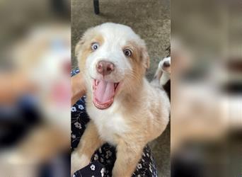 Miniature Australian Shepherd /Australian Shepherd