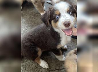 Miniature Australian Shepherd /Australian Shepherd