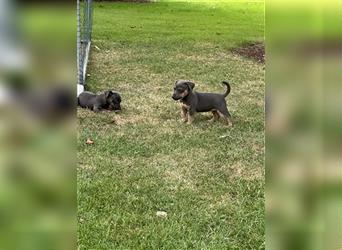 2 Tan-Grey Jack Russell Terrier Weibchen suchen ein liebevolles zu Hause