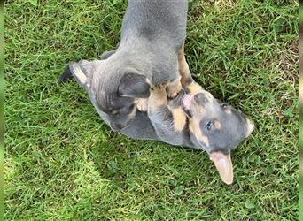 Wunderschönes Jack Russel Terrier Weibchen sucht ein liebevolles Zuhause!