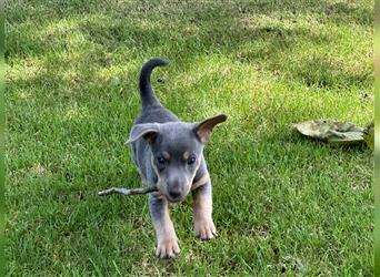 2 Tan-Grey Jack Russell Terrier Weibchen suchen ein liebevolles zu Hause