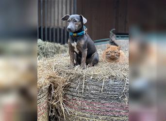 2 Tan-Grey Jack Russell Terrier Weibchen suchen ein liebevolles zu Hause