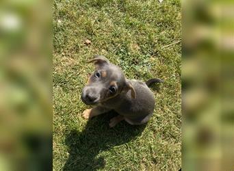 Wunderschönes Jack Russel Terrier Weibchen sucht ein liebevolles Zuhause!