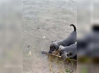 Wunderschönes Jack Russel Terrier Weibchen sucht ein liebevolles Zuhause!