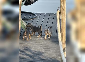 2 Tan-Grey Jack Russell Terrier Weibchen suchen ein liebevolles zu Hause