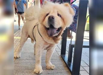 Charlie- Chow Chow- sucht ein Zuhause / eine Pflegestelle