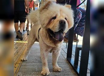 Charlie- Chow Chow- sucht ein Zuhause / eine Pflegestelle