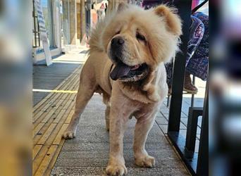 Charlie- Chow Chow- sucht ein Zuhause / eine Pflegestelle