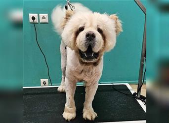 Charlie- Chow Chow- sucht ein Zuhause / eine Pflegestelle