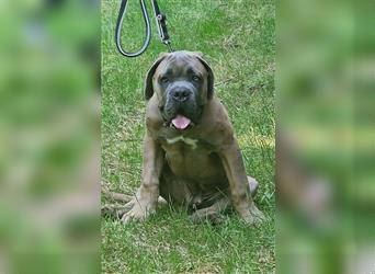 Sehr typvoller Cane Corso Welpe (Rüde) mit FCI Ahnentafel