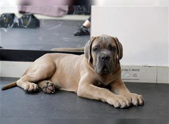 Sehr typvoller Cane Corso Welpe (Rüde) mit FCI Ahnentafel