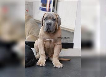 Sehr typvoller Cane Corso Welpe (Rüde) mit FCI Ahnentafel