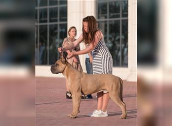 Sehr typvoller Cane Corso Welpe (Rüde) mit FCI Ahnentafel