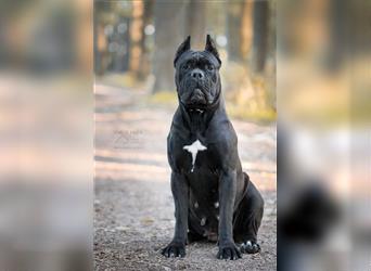 Sehr typvoller Cane Corso Welpe (Rüde) mit FCI Ahnentafel