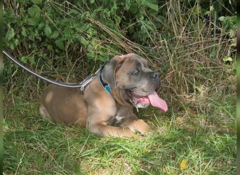 Sehr typvoller Cane Corso Welpe (Rüde) mit FCI Ahnentafel