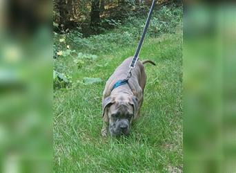 Sehr typvoller Cane Corso Welpe (Rüde) mit FCI Ahnentafel