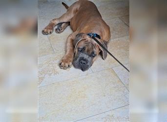 Sehr typvoller Cane Corso Welpe (Rüde) mit FCI Ahnentafel