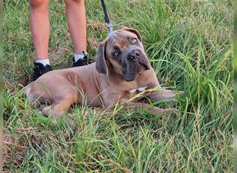 Sehr typvoller Cane Corso Welpe (Rüde) mit FCI Ahnentafel