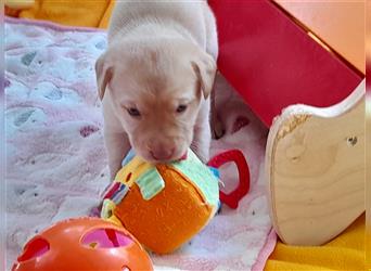 Labrador Welpen      Unsere Zwerge suchen DICH