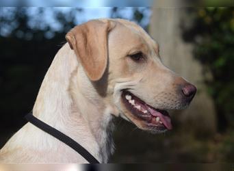 Labrador Welpen      Unsere Zwerge suchen DICH